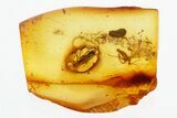 Fossil Ant-Like Leaf Beetle, Moth Fly, & Flower Stamen in Baltic Amber #300664-1